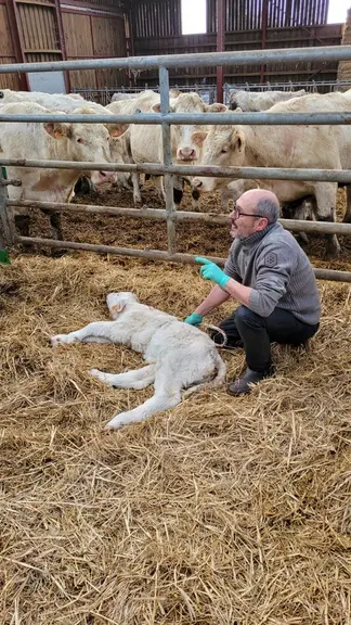 Pour Bertrand Guin, vétérinaire à La Clayette en Saône-et-Loire et président des GTV Bourgogne Franche-Comté, la technique de compression thoracique est à explorer et semble prometteuse. 