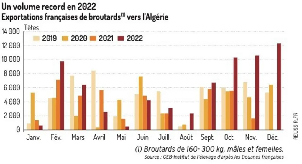 Le marché des broutards continue de s’équilibrer en faveur de l’offre
