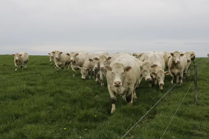 « Les animaux associent ma venue à une contribution positive, car ils savent qu’ils vont disposer d’herbe fraîche à chaque changement de parc », indiq