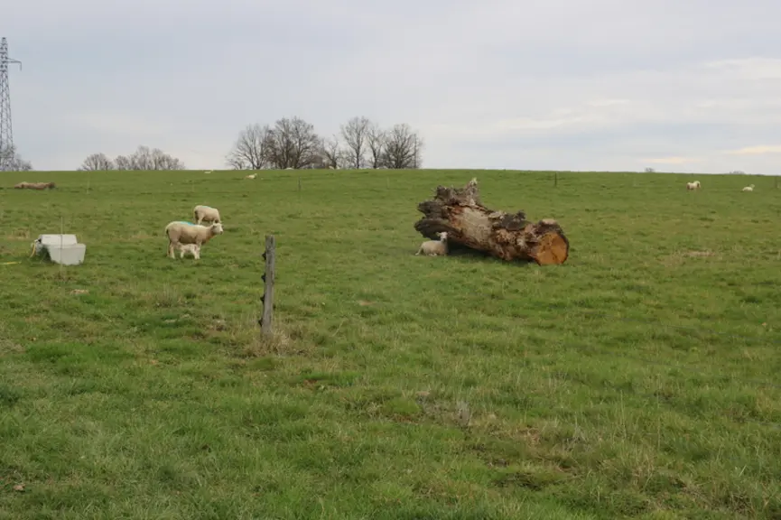 Depuis la mise en route du pâturage tournant dynamique mixte bovin-ovin, l'éleveur constate une meilleure qualité de l'herbe au tour d'après et il par