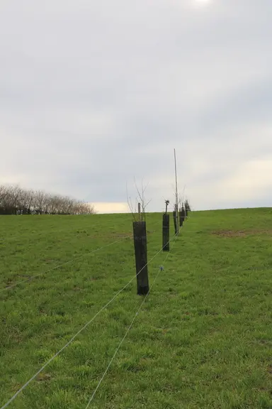 Des arbres ont également été implantés pour conduire certaines parcelles en agroforesterie. Pour les essences, Gaël Murzeau a opté pour l'orme, le mûr