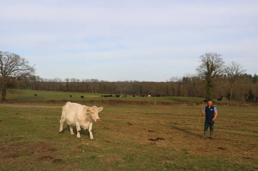 Le troupeau de mères charolaises et celui d'angus évoluent selon un circuit de pâturage bien distinct, sur le parcellaire groupé autour du siège d'exp
