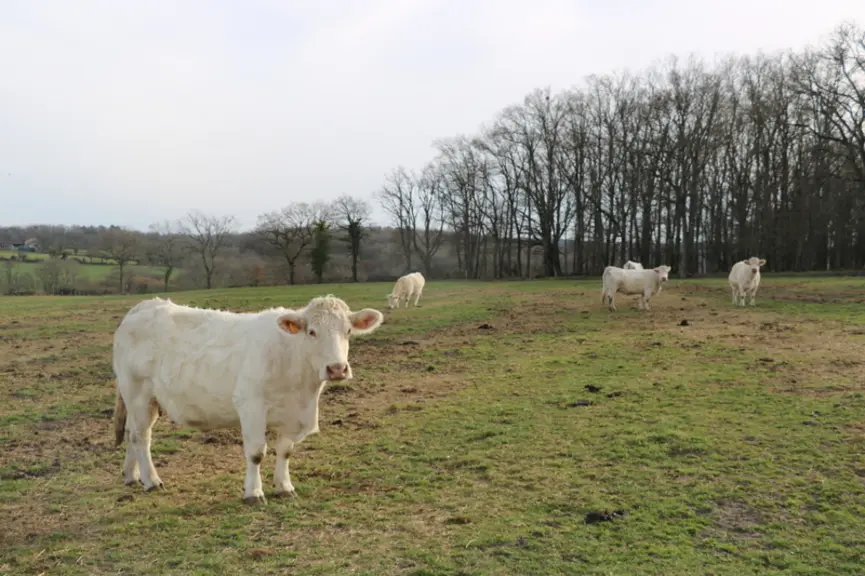 Pendant la saison de pâturage, 75 hectares sont réservés aux charolaises.