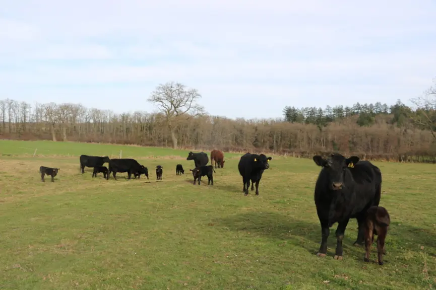 En race angus, l'ensemble des vêlages, qui s'échelonnent entre le 15 janvier et le 20 mars, se déroulent en extérieur.