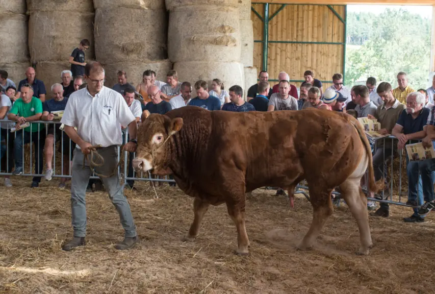 Les animaux sans cornes issus des huit élevages sont souvent achetés par des élevages hors base de sélection qui ont vite analysés leurs atouts en don