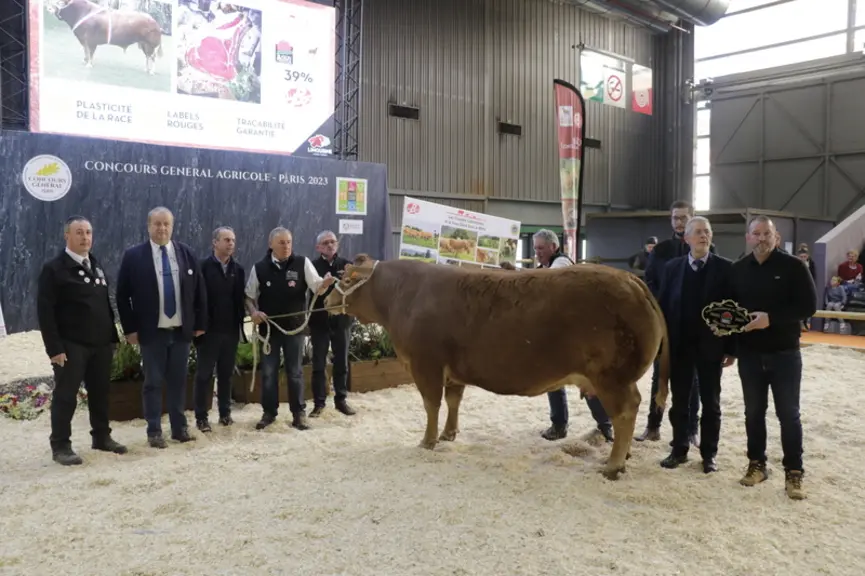 Incolore, issue du Gaec Rouvelaud (Haute-Vienne), est une vache de neuf ans au dessus exceptionnel. Elle a été vendue 8 400 € à la boucherie Lachemy à