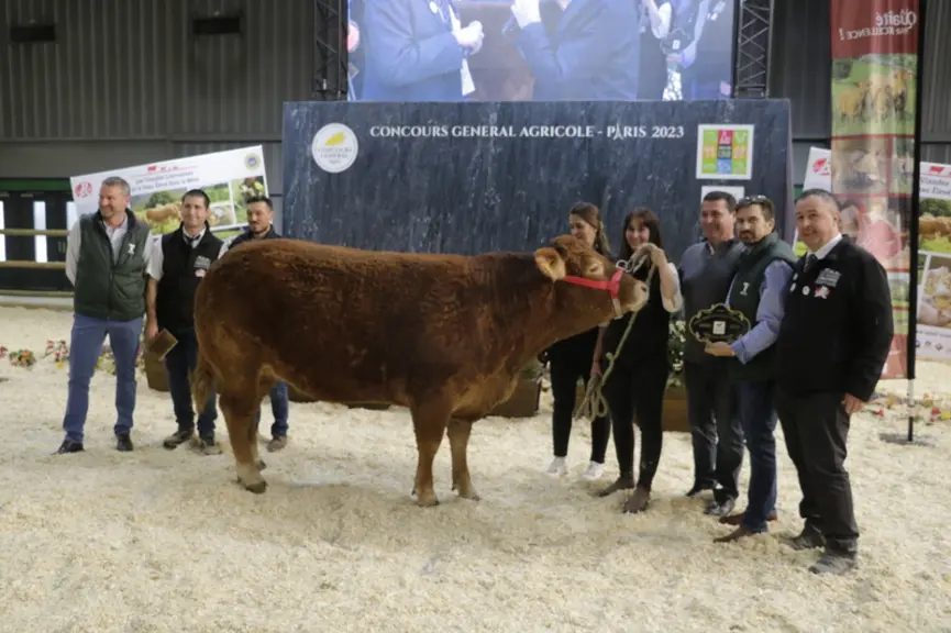 Pivoine, en provenance de la Scea Deprez aux Ages (Dordogne), est la plus légère du lot (814 kg). Cette femelle née en 2019 au très beau rebondi muscu
