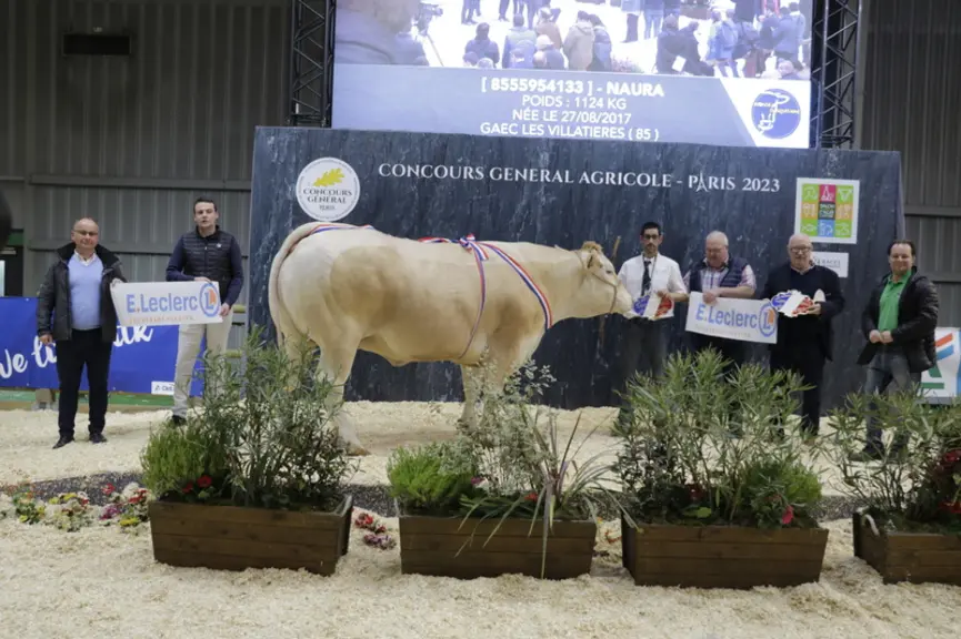 Naura, issue du Gaec Les Villatières (Vendée) a été adjugée 17,40 €/kgc au Leclerc Fouesnant (Finistère). Cette vache née en 2017 pèse 1 124 kg.