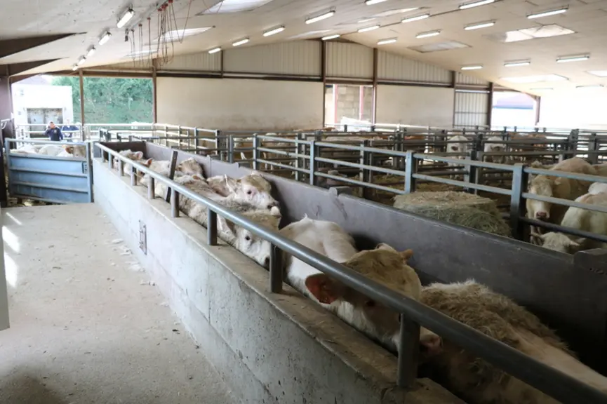 Broutards et vaches maigres empruntent systématiquement le couloir de contention à leur arrivée. Vérification de l'identification, tonte, pesée...tout