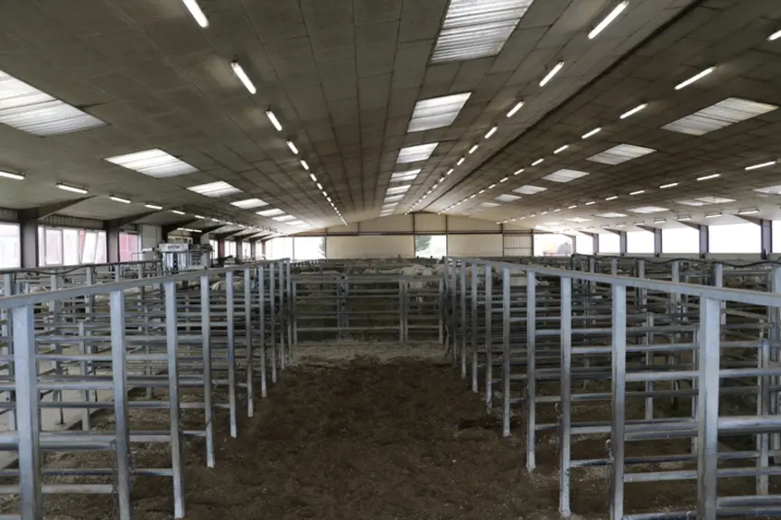 Les animaux les moins dociles ou ayant un problème sanitaire sont isolés dans le fond du bâtiment principal au niveau des logettes.
