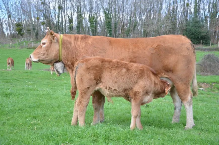 Deux vaches par lot portent des cloches, la meneuse et une « gentille » comme dit Susana. Cela permet de les repérer plus facilement dans les bois.