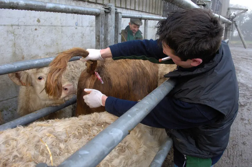 SantÃ© des Ã©levages . Soins vÃ©tÃ©rinaires sur bovin . Prise de sang sur bovins dans le cadre de la prophylaxie d'achat. PrÃ©lÃ¨vement effectuÃ© sous