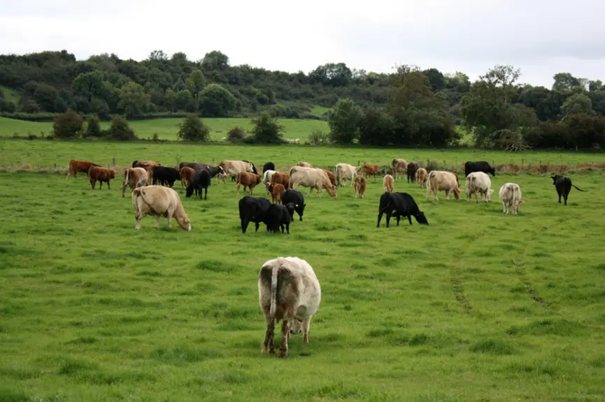 Agriculture irlandaise. Cheptel de bovins viande irlandais. troupeau multiracial (mère avec veaux, animaux limousin, hereford, angus, charolais, simme