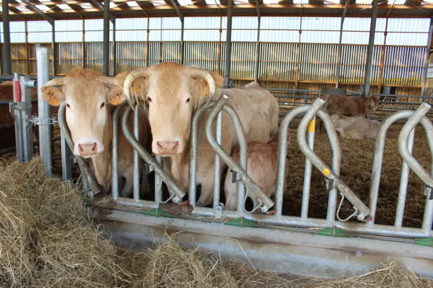 Dix-huit travées de 6,10 m, avec trois cases de deux travées (pour lots de quinze vaches) et trois cases de quatre travées (pour lots de 30 vaches).