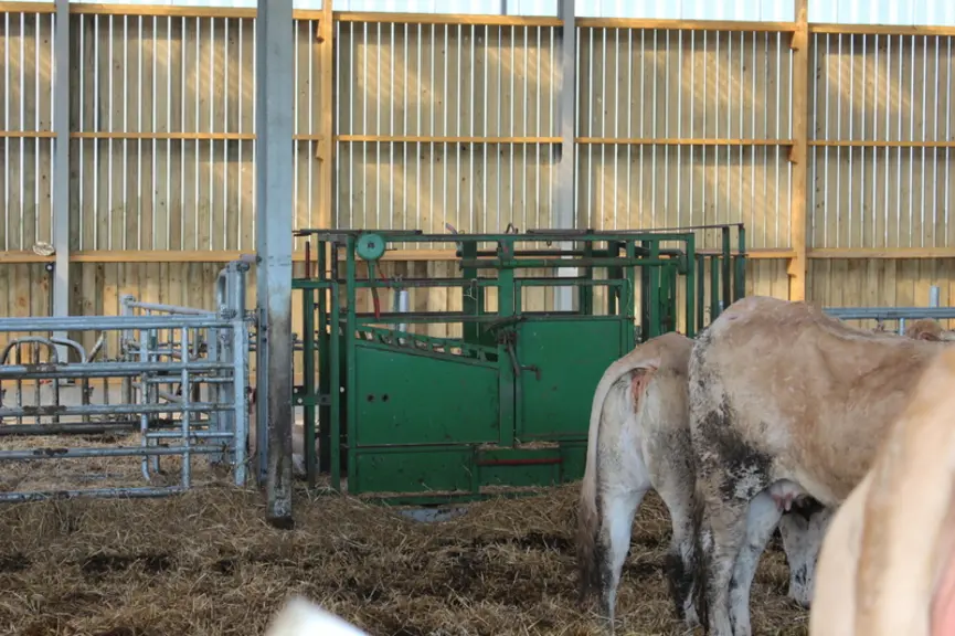 La cage de contention a été placée à mi-longueur du couloir. Les animaux avancent mieux que si elle avait été placée en bout de couloir. Ils la traver
