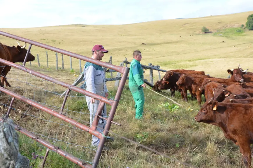 Une fois les vaches redescendues, débute la phase de séparation des veaux de leurs mères.