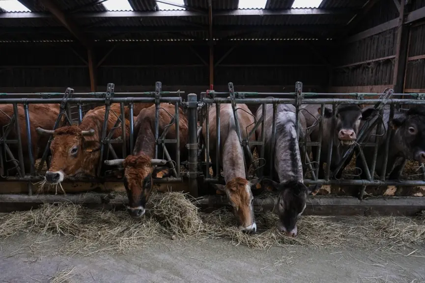 Le couple d'éleveurs a investi de son côté 200 000 euros, pour la remise à niveau du troupeau en basculant de la parthenaise vers la bazadaise, et du