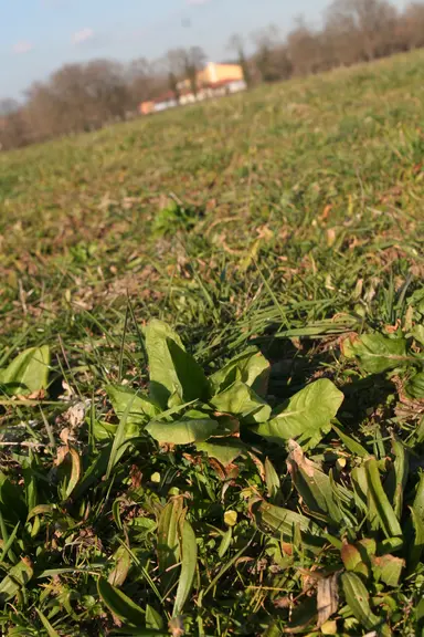 chicorée et plantain