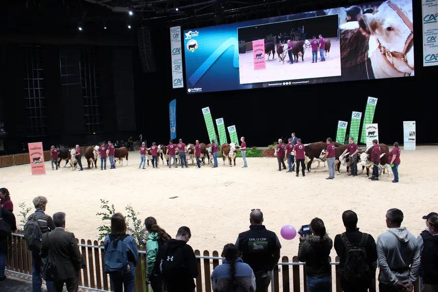 concours national Hereford sommet de l'élevage