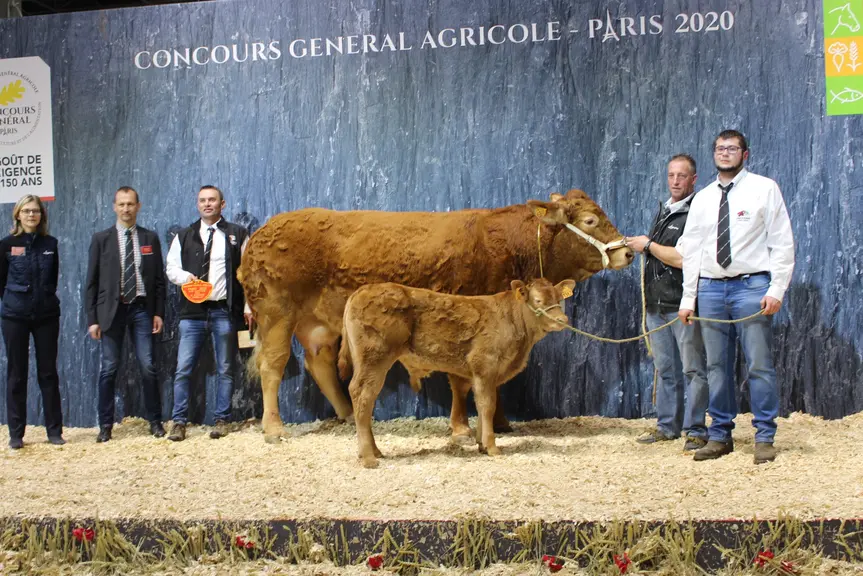 concours général agricole race Limousine