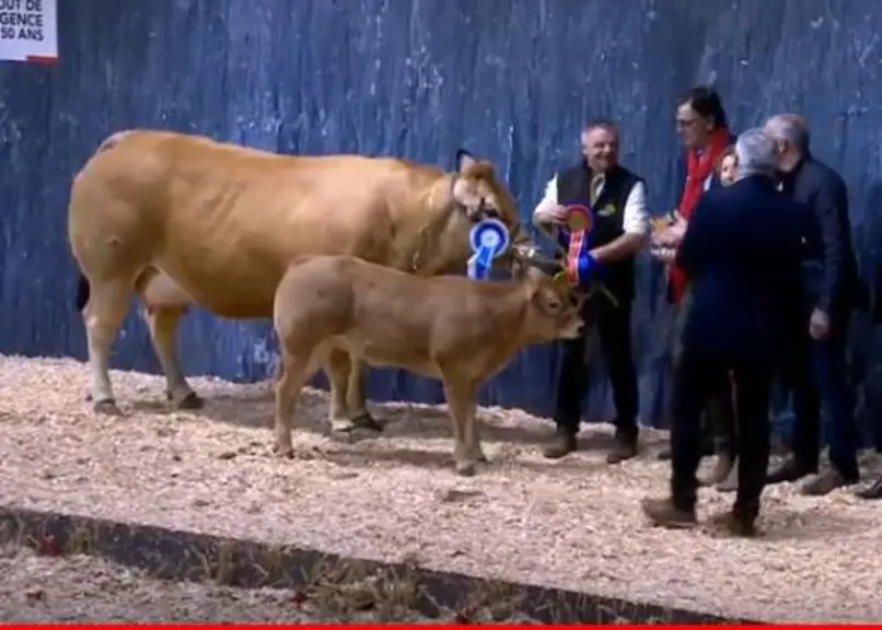 concours général agricole race Parthenaise