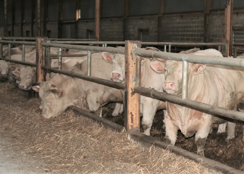 jeunes bovins charolais en engraissement