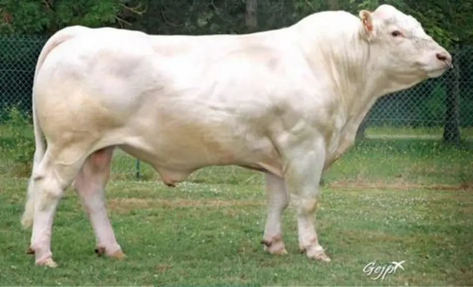 taureau charolais d'insémination