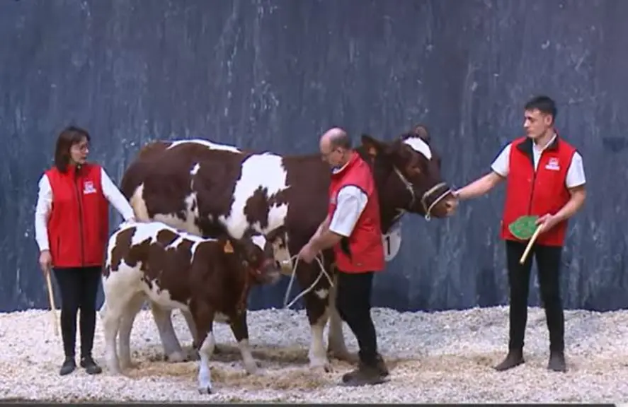 1er prix de section : Royale, appartenant au gaec Brasseul Naveau (Sarthe)