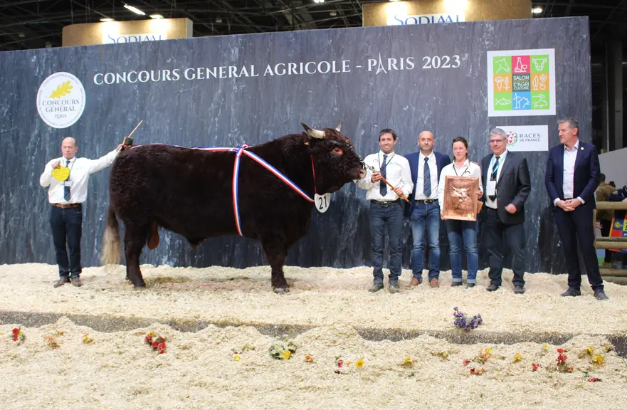taureau salers salon de l'agriculture