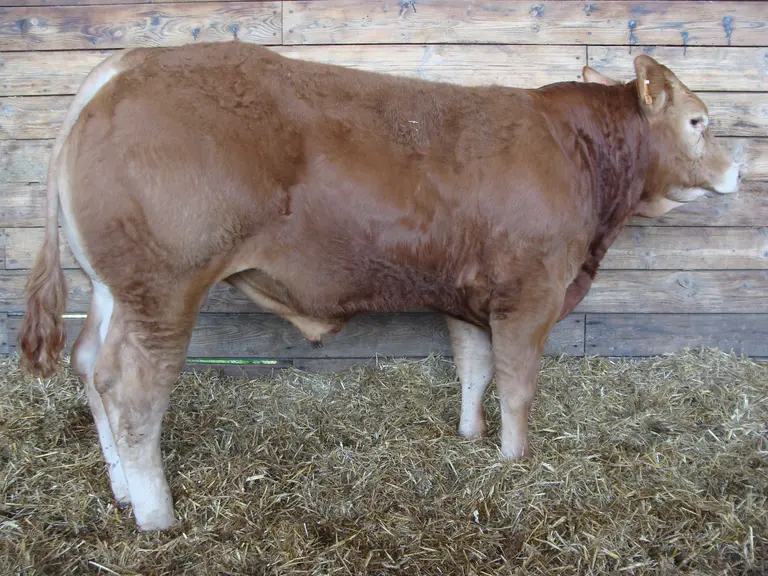 jeune taureau limousin ventes aux enchères