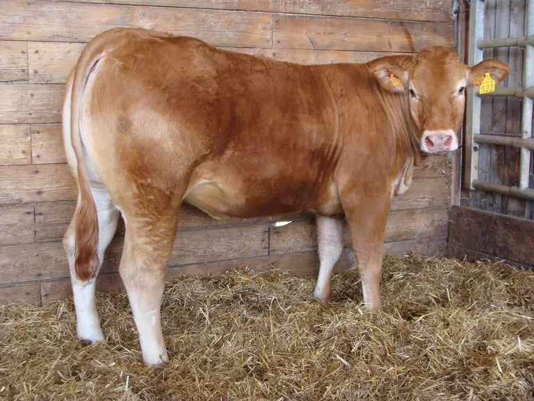 génisse vente aux enchères limousine