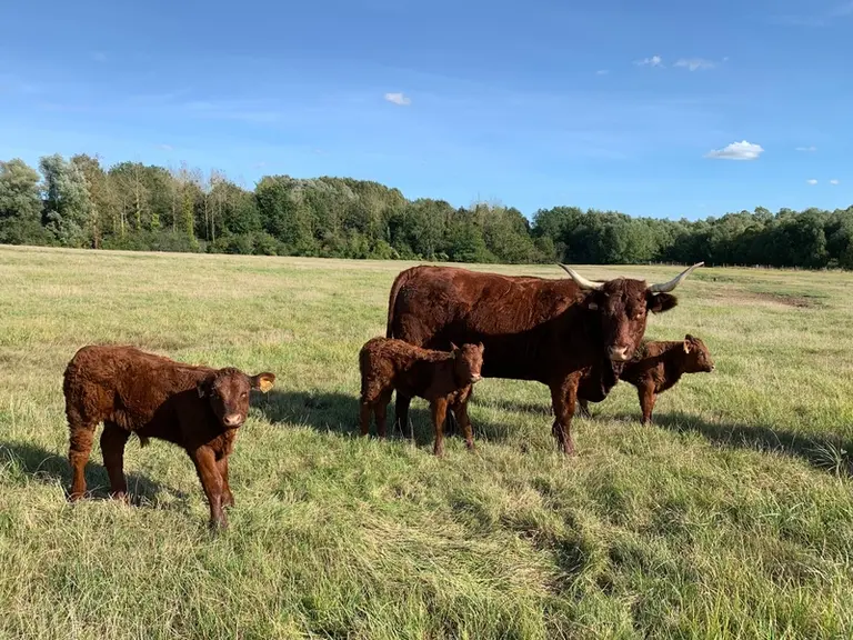 Viande bovine : sur l’enjeu climatique, « l’Europe n’est pas le centre du monde »