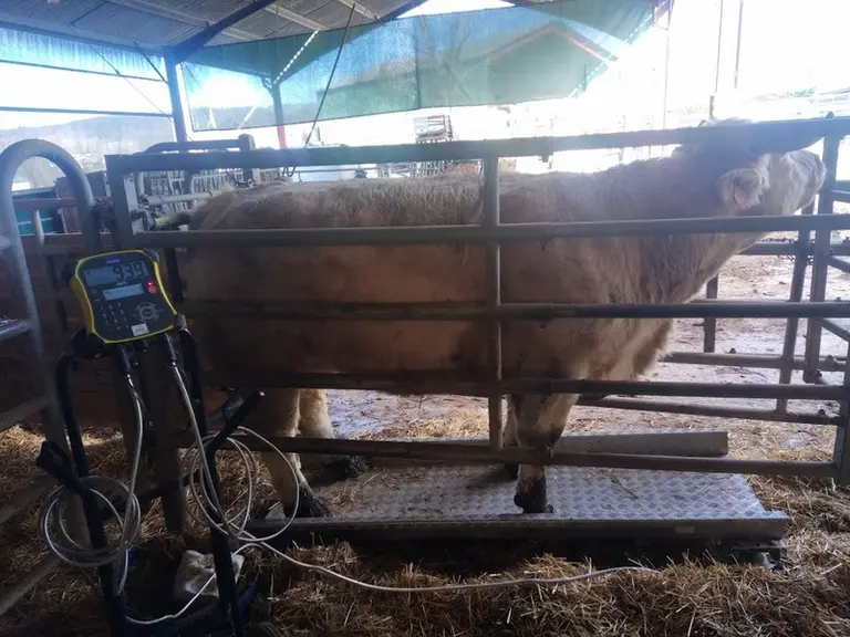 Le plateau de pesée connecté convient aussi bien pour les agneaux que pour les bovins. Ce qui a incité Fabien Jouanolou à passer aux boucles électroni