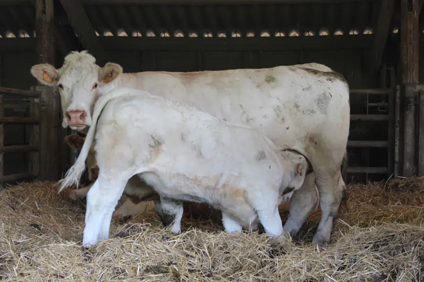 En 2021, les GMQ moyens à 120 jours étaient de 1,525 kg/jour pour les mâles et 1,464 kg/jour pour les femelles. À 210 jours, ils étaient de 1,557 kg/j