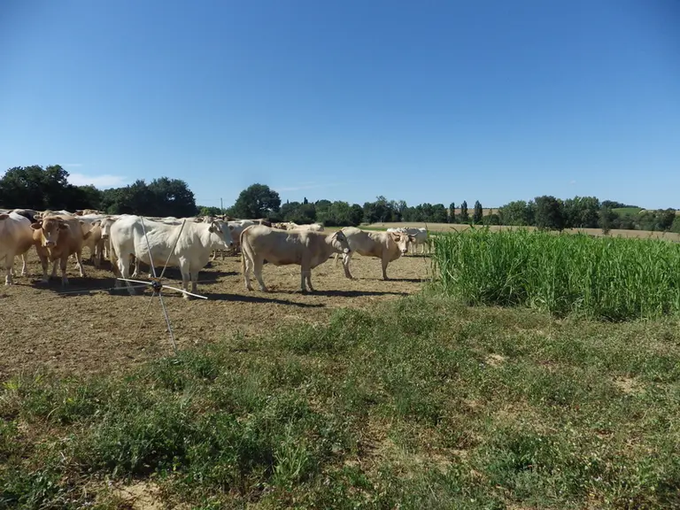 La toxicité du sorgho au pâturage est bien gérée par les éleveurs. Elle varie probablement selon le niveau de stress des plantes.