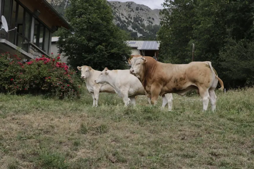 Les trois reproducteurs (une vache de 5 ans, une génisse et un taureau de 2 ans) préparés pour le concours national, organisé à Châteaubriant en Loire