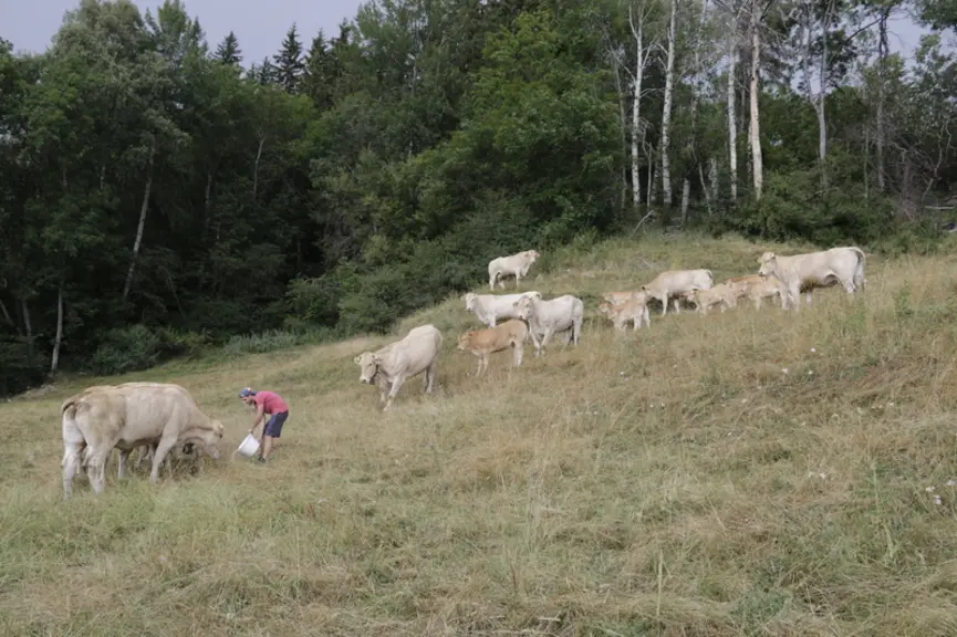 Les terres très vallonnées et quasi toutes bordées de haies contraignent à constituer de petits lots de dix à quinze bêtes sur des parcelles d’un hect