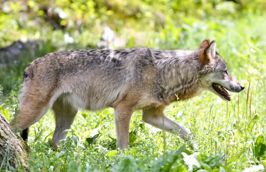 Attention, cette photo n'est pas une photo Réussir. © Dominique HOMMEL/Parlement européen.  Loup européen dans le parc animalier de Sainte-Croix. Faun