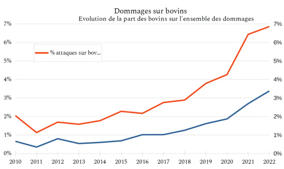 En 2022, les attaques de loups ont fait 405 victimes, soit 131 de plus qu'en 2021. Au total, ce sont 225 élevages bovins qui ont essuyé les frais de ce grand prédateur. 