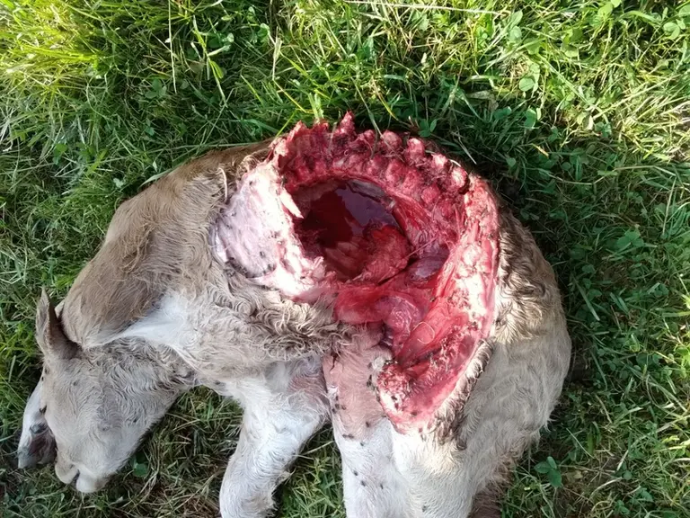 Le veau retrouvé mort par un autre éleveur bovin situé à Arnac-Pompadour en Corrèze, quelques mois plus tôt. 