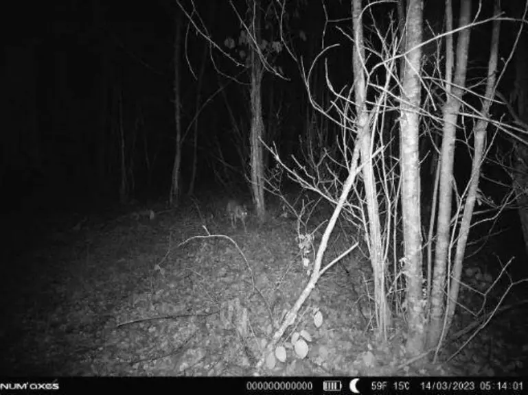 Capture d'un piège photographique dans les bois en mars 2023 sur la commune de Thenon en Dordogne.