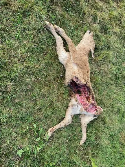 Le veau appartenant à Christophe et Cécile Deveaux, retrouvé mort le vendredi 21 juillet 2023 au petit matin dans une parcelle à 300 mètres du siège d