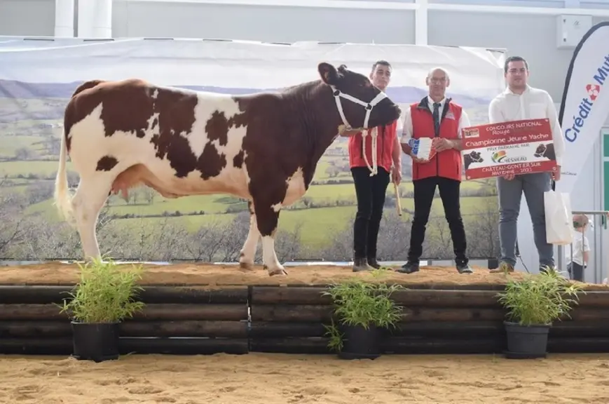 Royale, du Gaec Brasseul Naveau, dans la Sarthe, décroche le prix de championnat jeune vache. Déjà classée au Sia 2022, cette vache très complète, ave