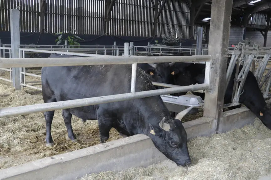 La conduite de l'alimentation a été totalement revue au passage en allaitant. Tous les éleveurs ont supprimé l'ensilage de maïs et travaillent en rati