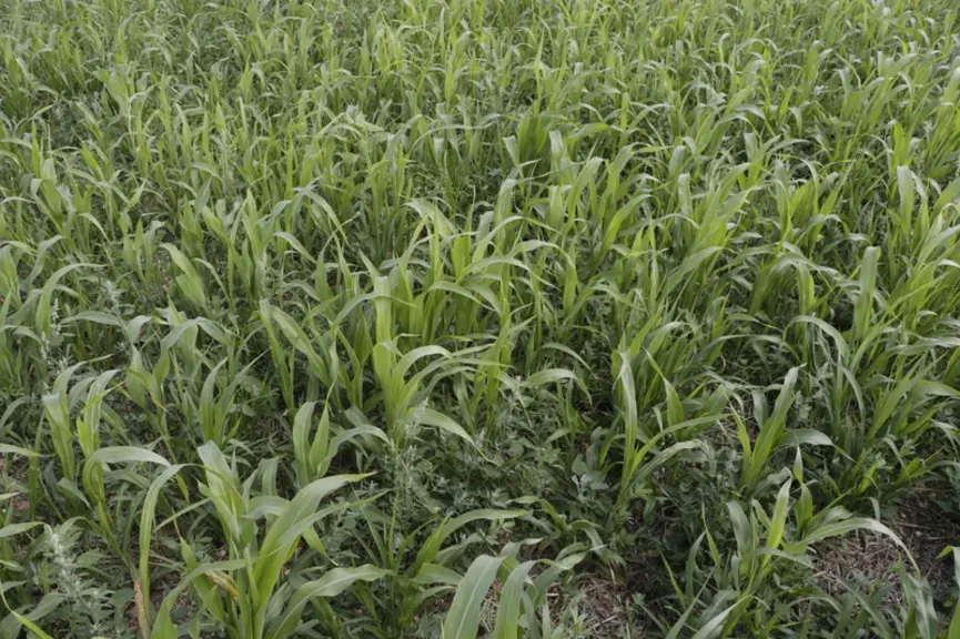 Un méteil (triticale, pois), enrubanné en mai, laisse ensuite place à un mélange sorgho multicoupe et trèfle d'Alexandrie semé en direct, pâturé derri