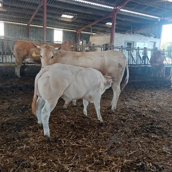 Un des veaux à la tétée dont le père est de race Inra 95.