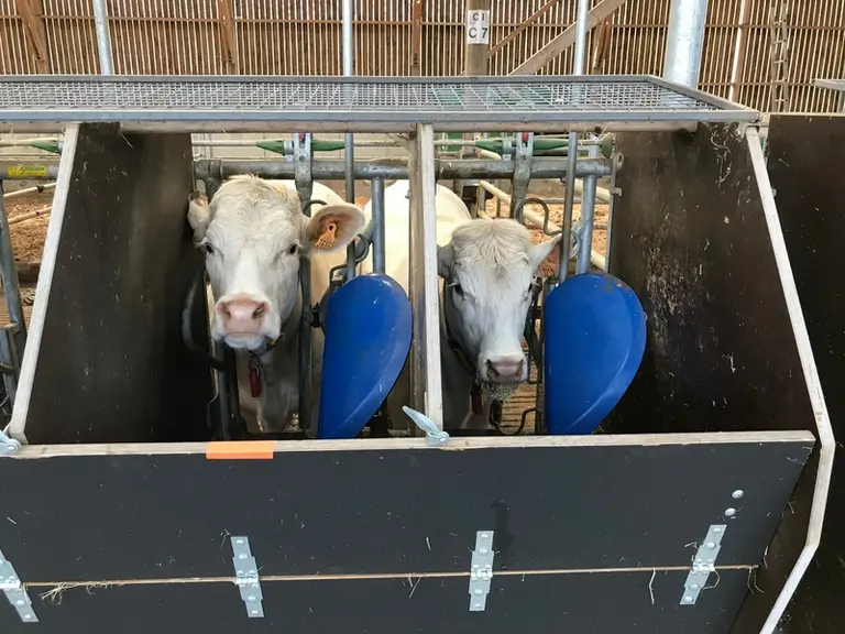 Un lot de femelles charolaises suivi au cours d'un challenge alimentaire à la station Inrae du Pin-au-Haras, dans l'Orne.