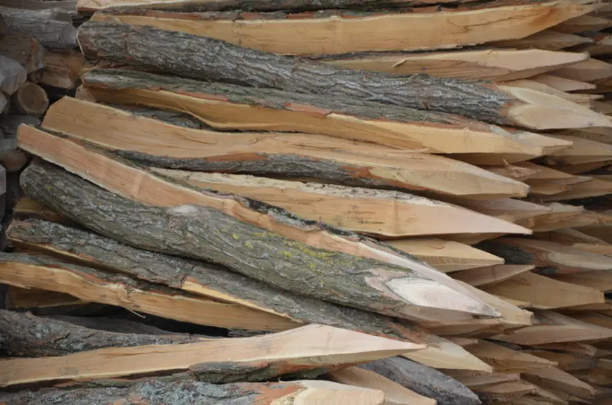 Les acacias des bords de l’Urbise sont exploités pour produire des piquets.