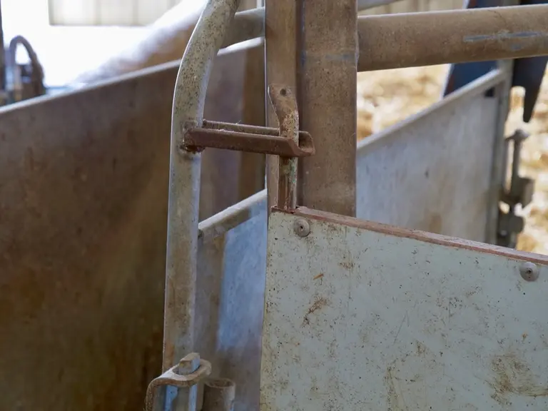 Une porte pour la cage à veau et une barrière autoportée pour déplacer les animaux sans se fatiguer