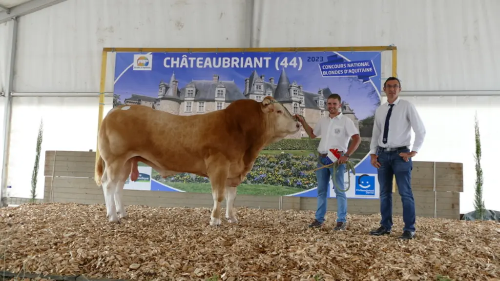 Sage (Newlook/Opale), du Gaec des Hauts sommets (04), a été distingué comme prix de synthèse viande mâle notamment pour son développement musculaire,